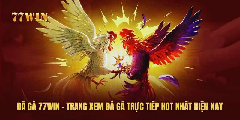 Trực tiếp hàng loạt kiểu thi đấu đá gà hot nhất